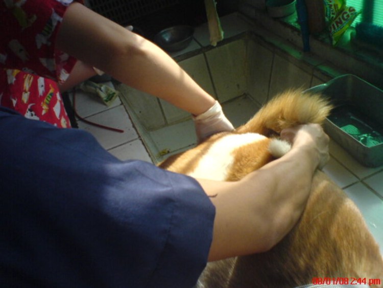 Ушивание промежностной грыжи собаке