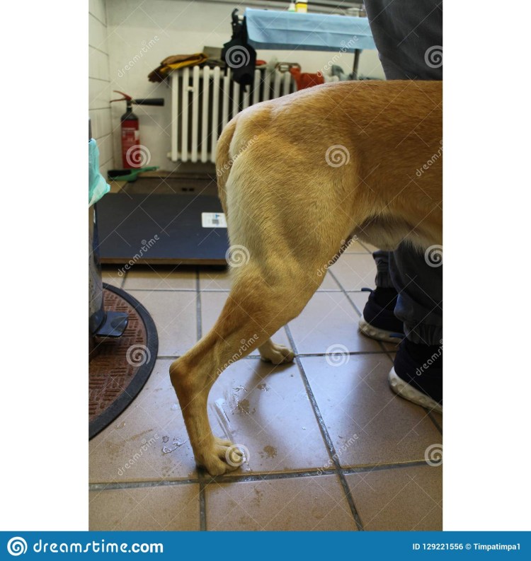 Серома у собаки после операции