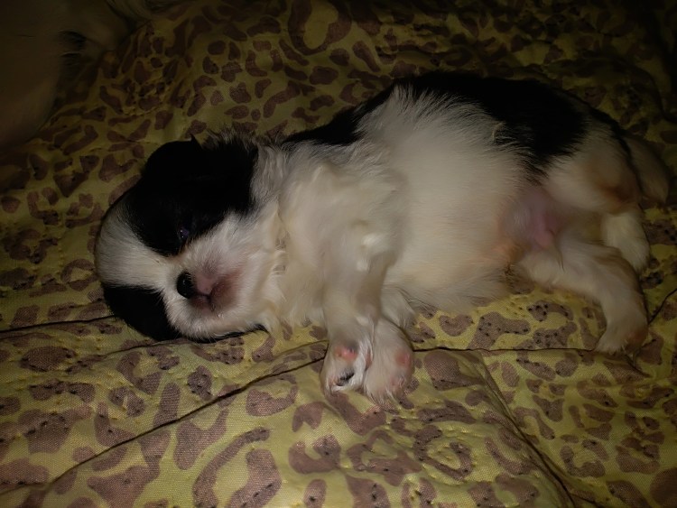 Паховая связка проекция