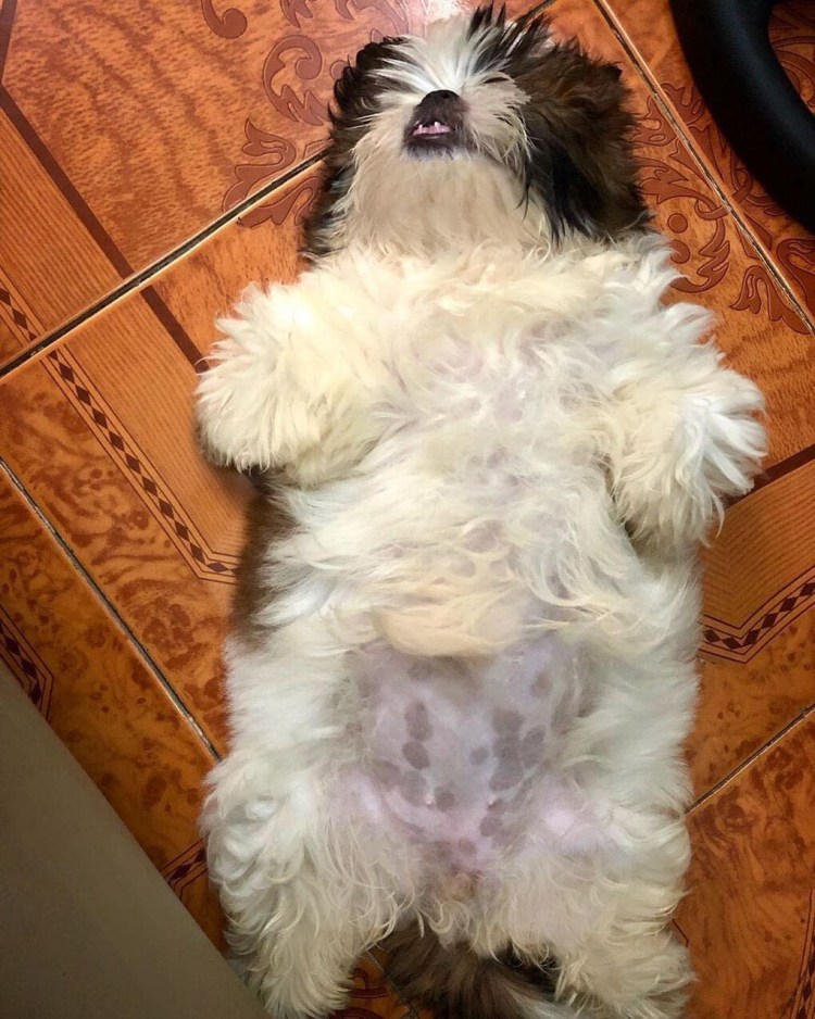 Памперсы для кобелей после кастрации