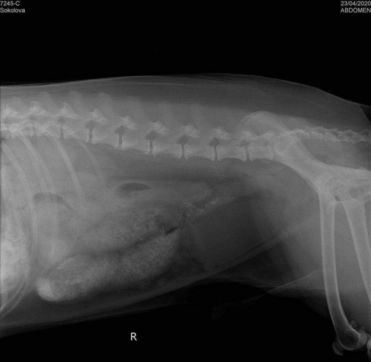 Мастоцитома кожи у собак