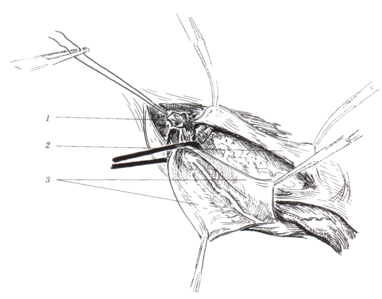 Пищеварительная система собаки схема