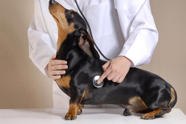 Диафрагмальная грыжа у собаки