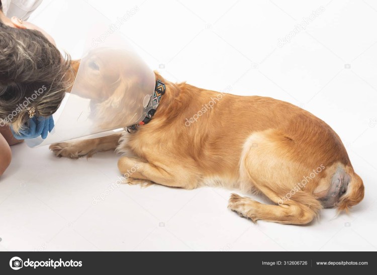 Кот сфинкс лежит на спине