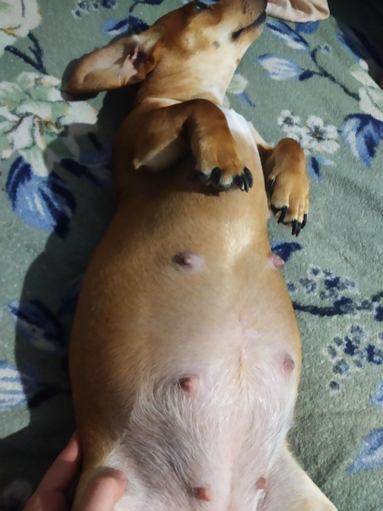 Хвост собаки