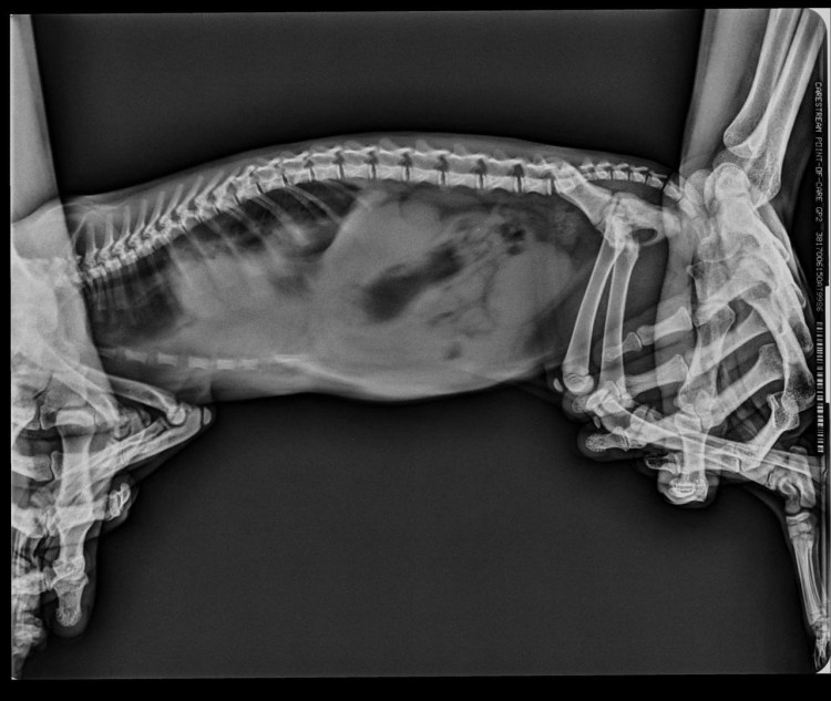 Репродуктивная система собокисхемп