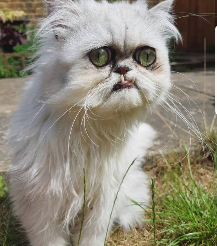 Персидская шиншилла Вилфред