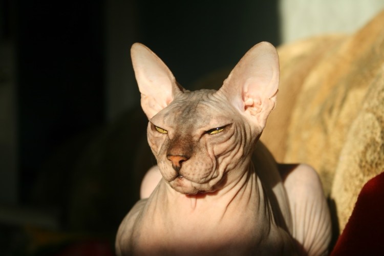 Лысые коты Донской сфинкс