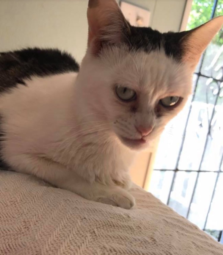 Коты с человеческим лицом