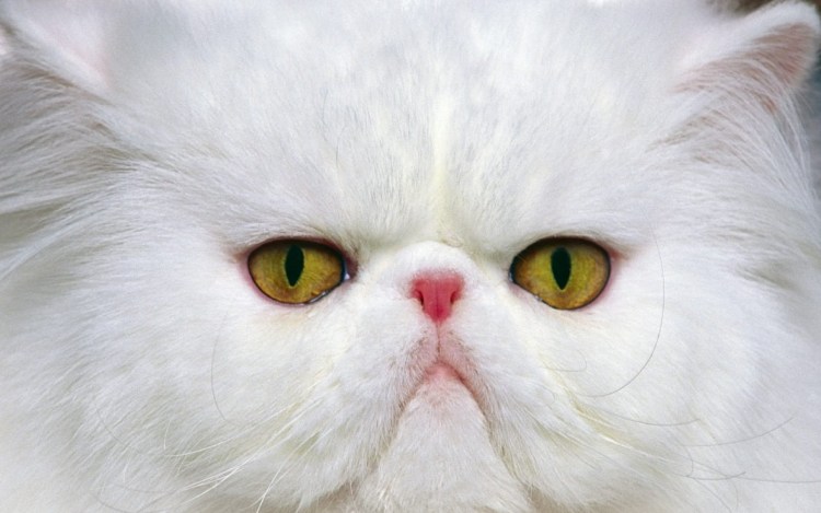 Персидская кошка альбинос
