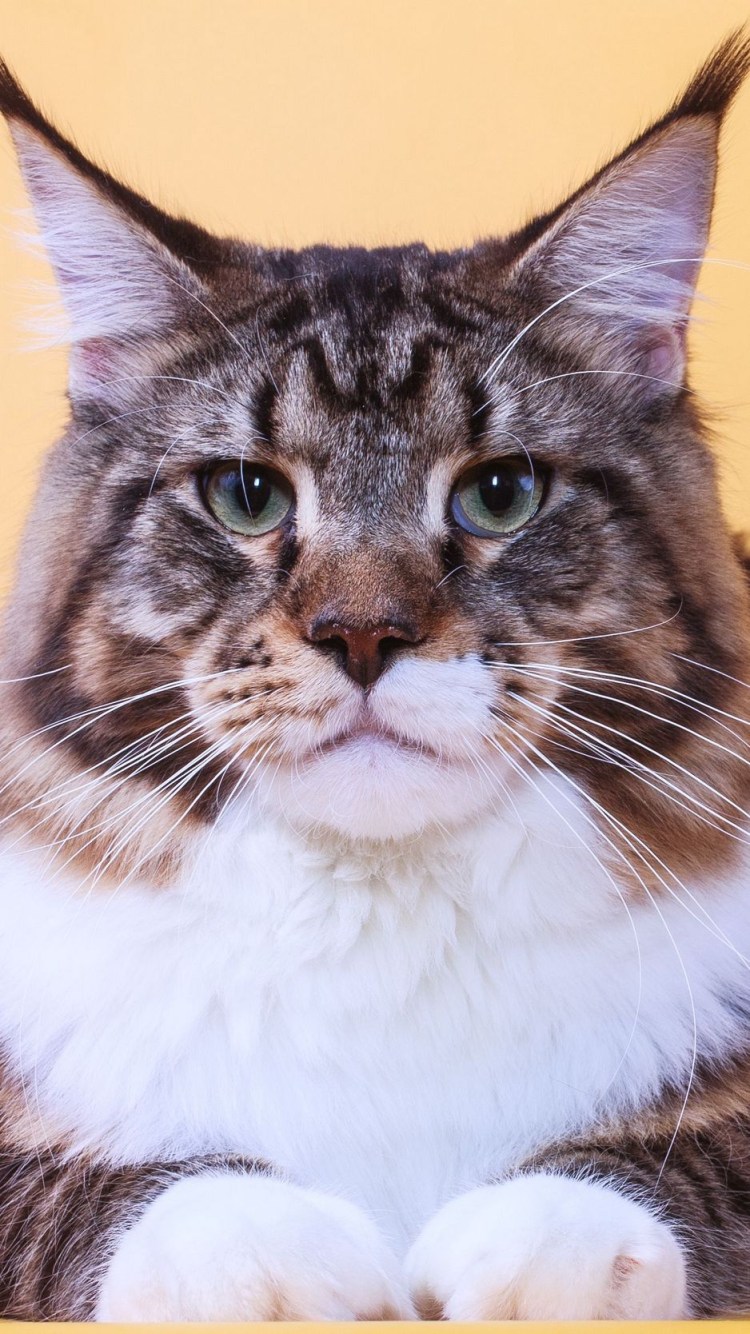 Кошки с большими мордами