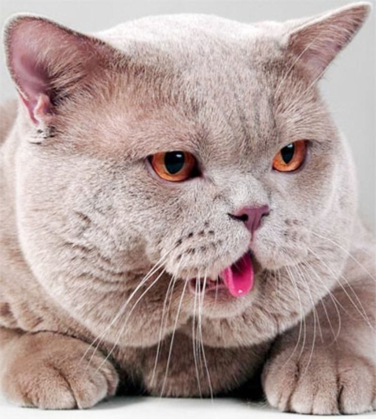 Толстый кот британец