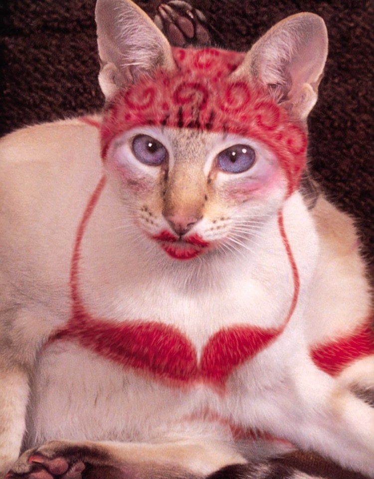 Дурацкие коты