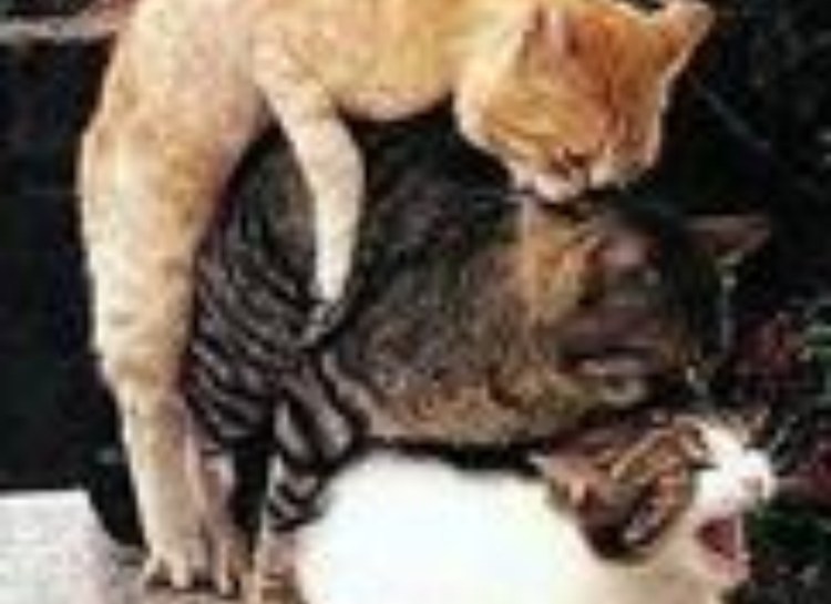 Коты занимаются спариванием фото