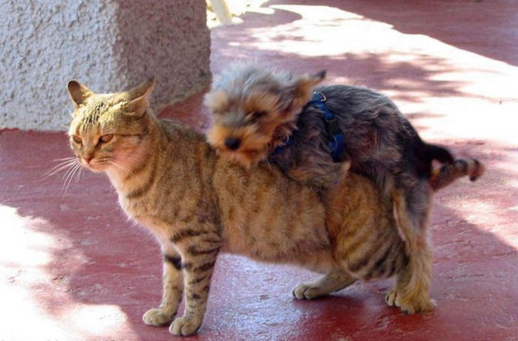 Спаривание кошек