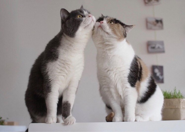 Кот нападает