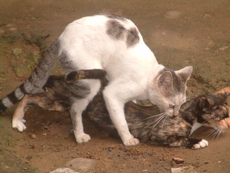 Котов спалили