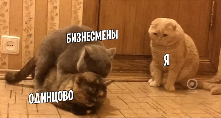 Джонни Кэтсвилл и собаки