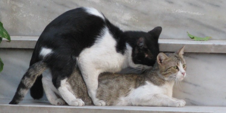 Кошки занимаются