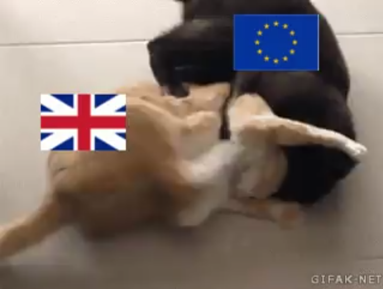 Вязка абиссинских кошек