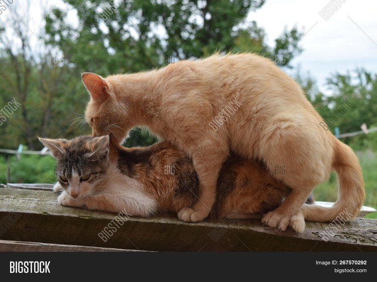 Пара смешных котиков