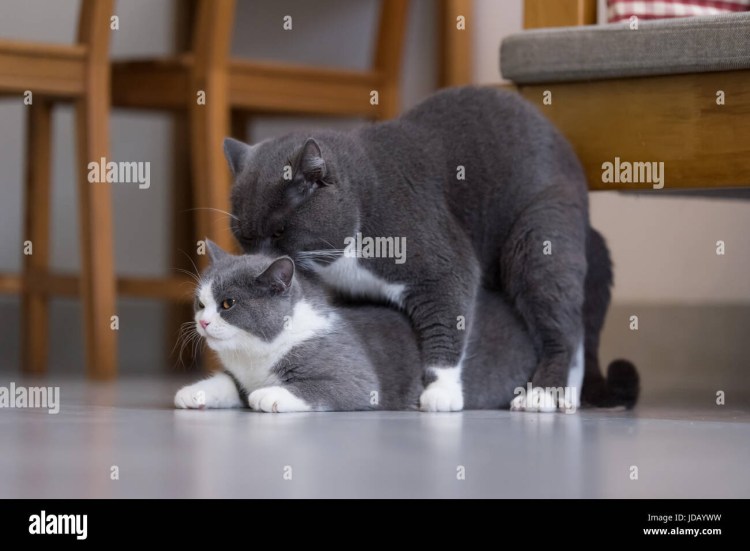 Кошки спариваются