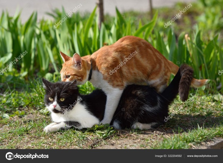 Два кота спариваются