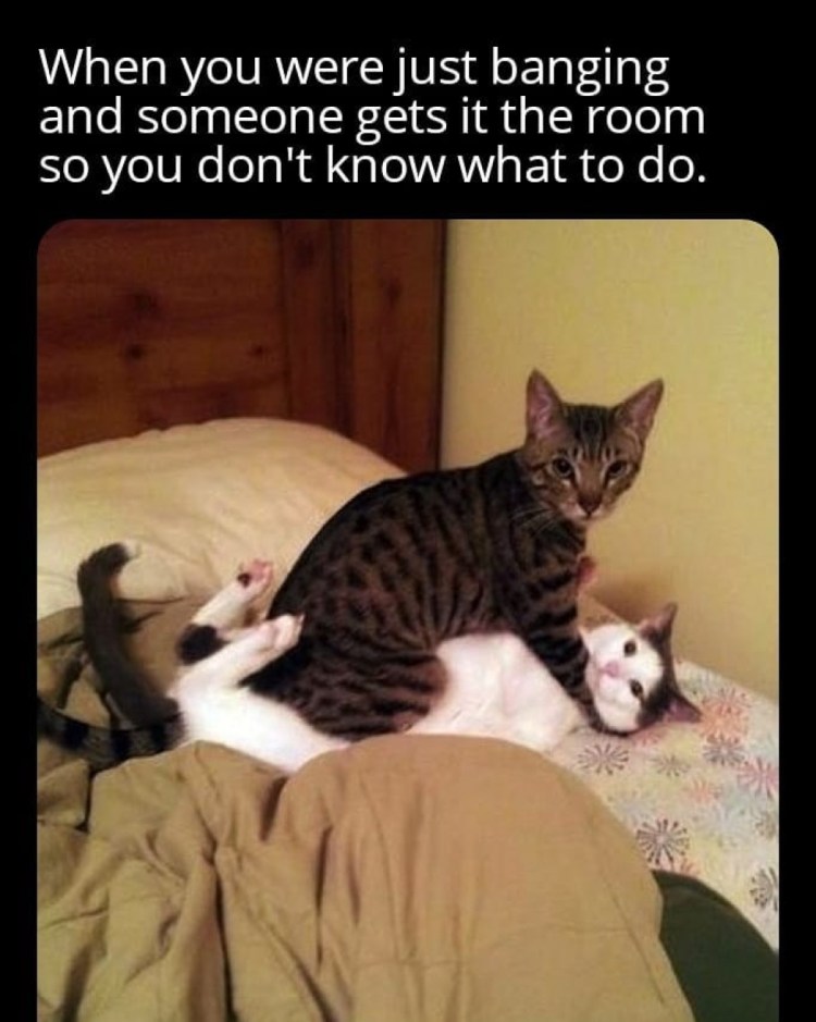 Кошечка грубая