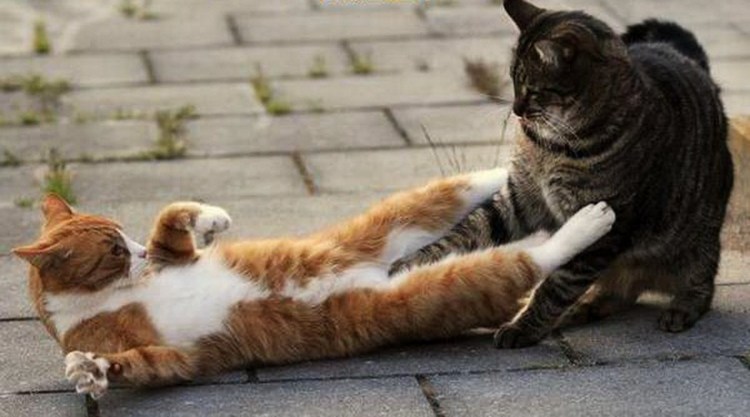 Кошки сношаются