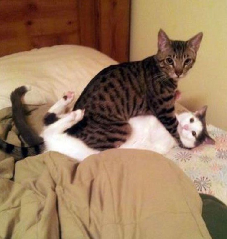 Кот и кошка занимаются