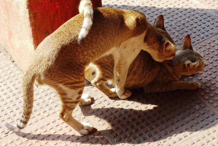 Спаривание кошек