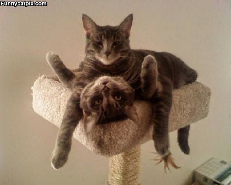 Кошки совокупляются