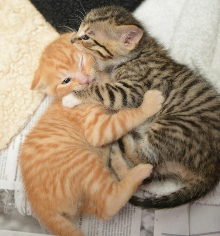 Спаривание котов