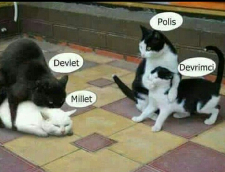 Смешной кот из интернета