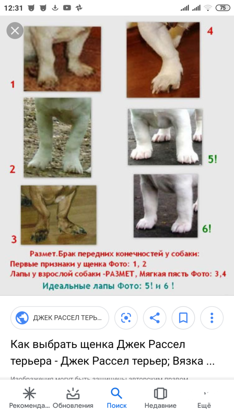 Дисплазия тазобедренных суставов у собак