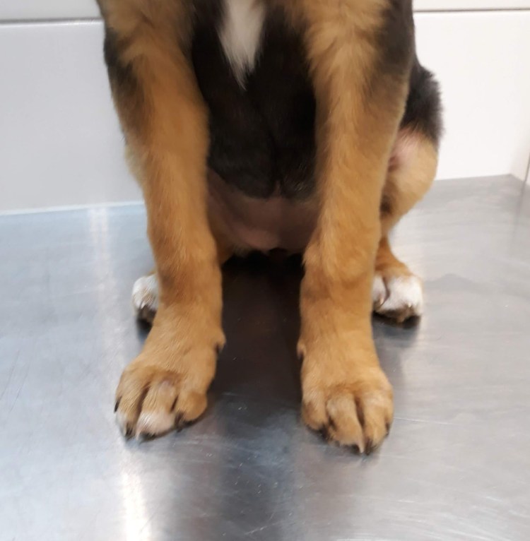 Тест Ортолани при дисплазии