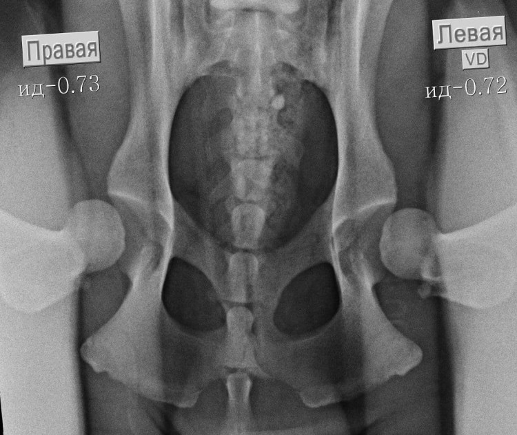 Дисплазия суставов у собак