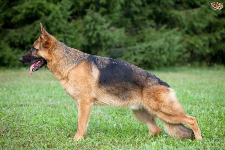 Дисплазия передних лап у немецкой овчарки