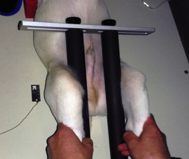 Дисплазия ТБС У собак рентген