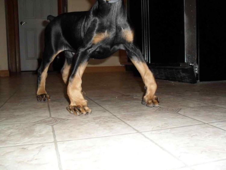 Дисплазия ТБС У собак рентген