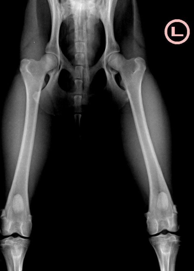 Остеоартрит локтевого сустава у собаки