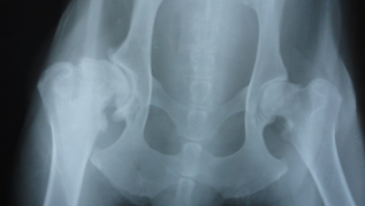 Дисплазия тазобедренных суставов у собак