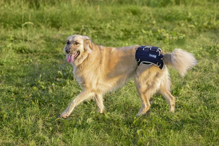 Дисплазия тазобедренного сустава у собак рентген