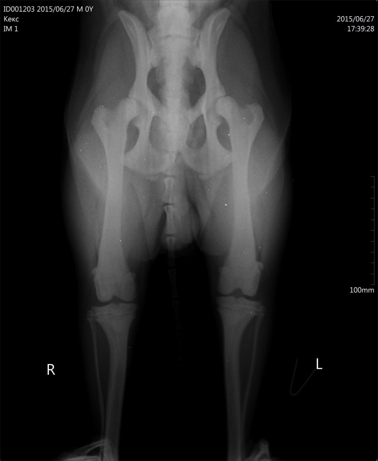 Почечная недостаточность у собак