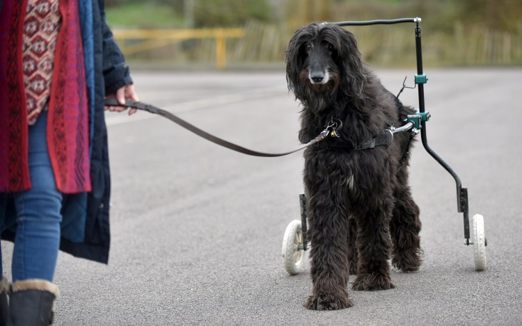 Дисплазия локтевого сустава у кошек