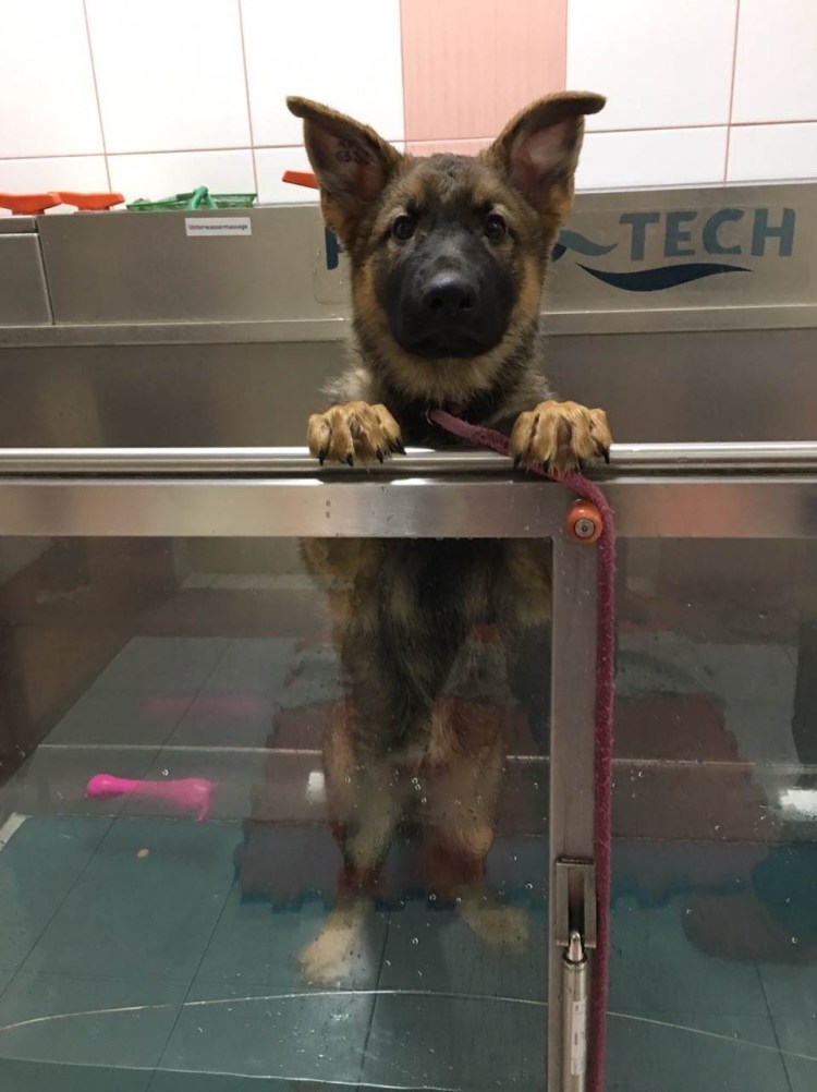 Дисплазия коленного сустава у собак