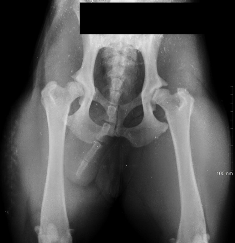 Дисплазия суставов у алабаев