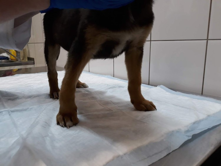 Рахит передних лап у собак