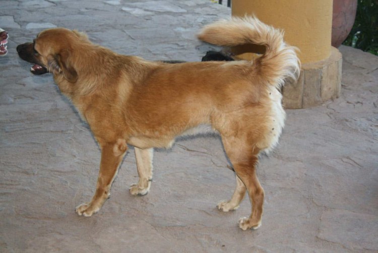 Дисплазия тазобедренных суставов у лабрадоров