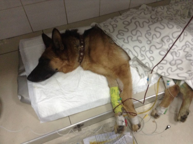 Снимки дисплазии тазобедренных суставов у собак